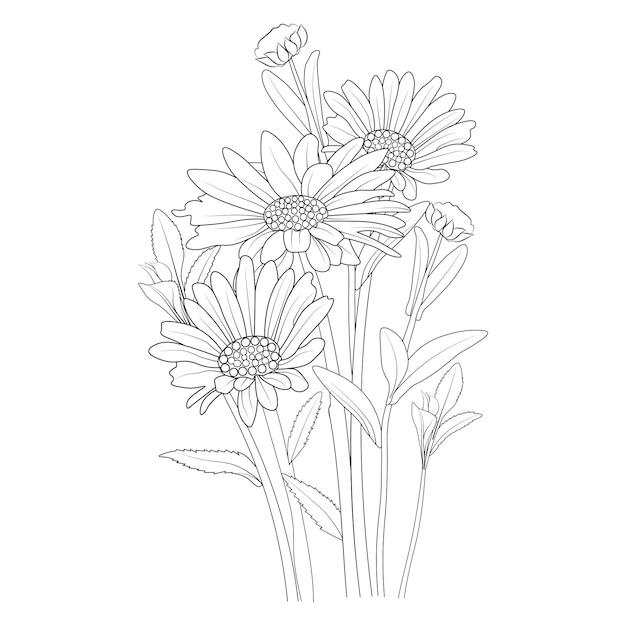 Hand drawn daisy flower bouquet vector sketch illustration engraved ink art botanical leaf branch.