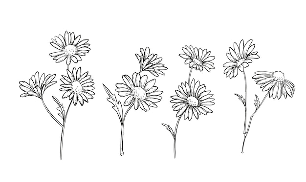 Vector hand drawn daisy illustration