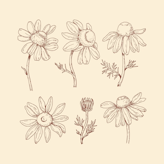 Hand drawn daisy illustration