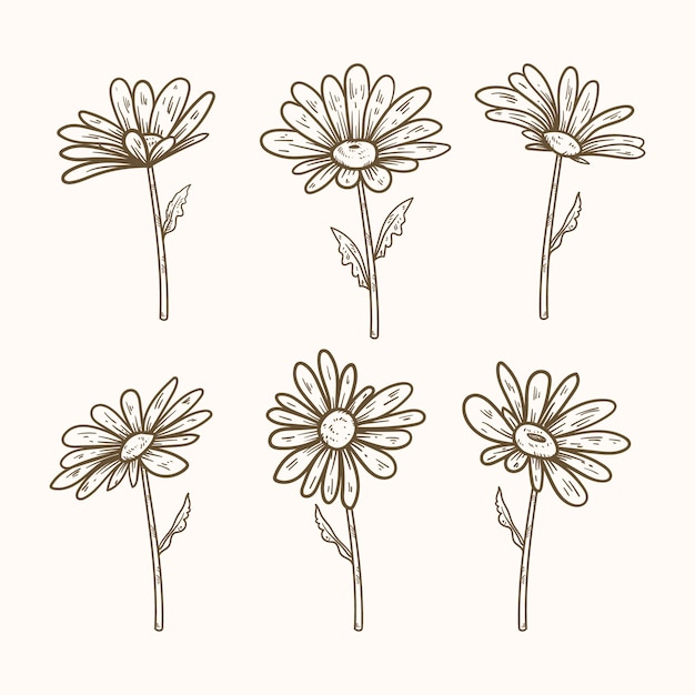 Hand drawn daisy outline illustration