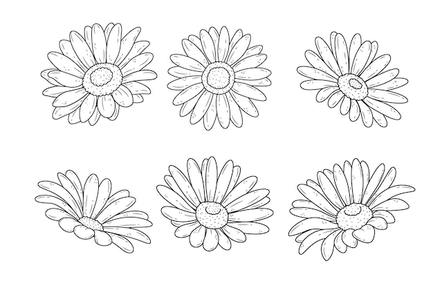 Hand drawn daisy outline illustration