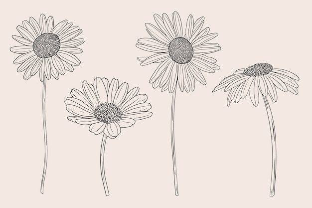 Vector hand drawn daisy outline illustration