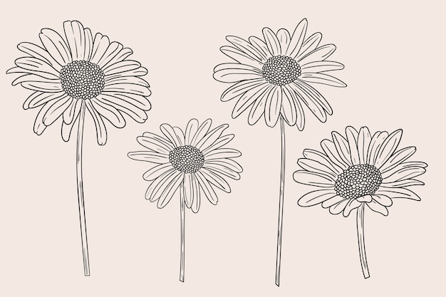 Vector hand drawn daisy outline illustration