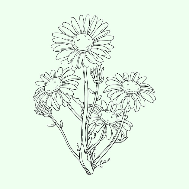 Hand drawn daisy outline illustration