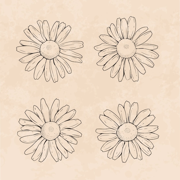 Hand drawn daisy outline illustration