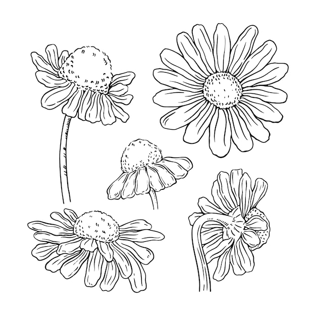 Hand drawn daisy outline illustration