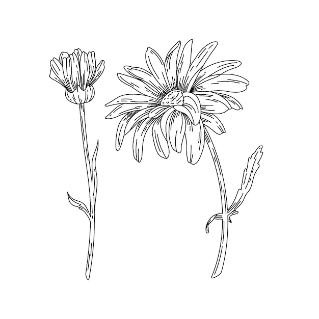 Hand drawn daisy outline illustration