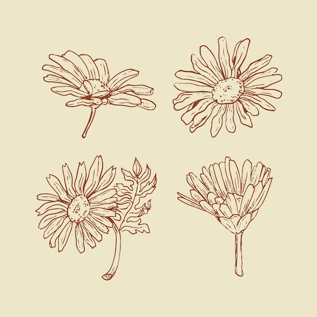 Hand drawn daisy outline illustration