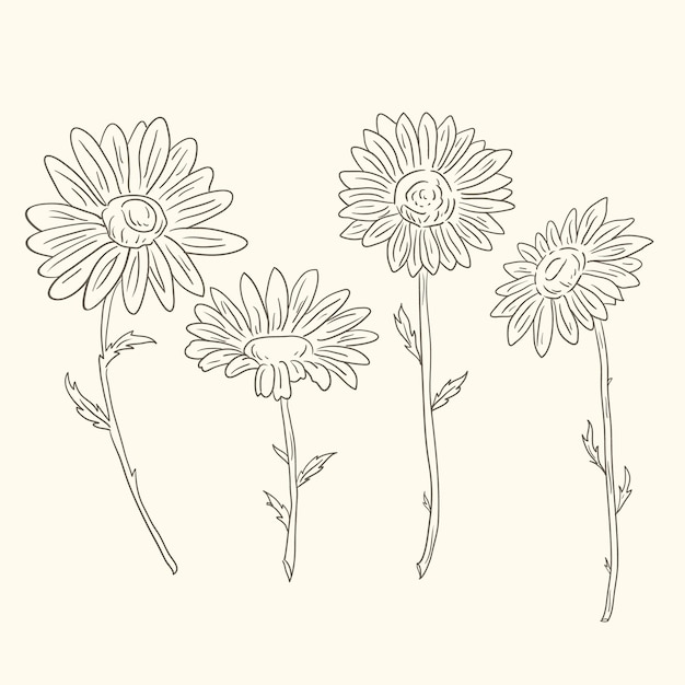 Hand drawn daisy outline illustration