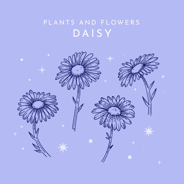 Vector hand drawn daisy outline illustration