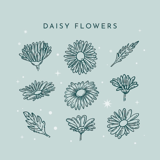 Hand drawn daisy outline illustration