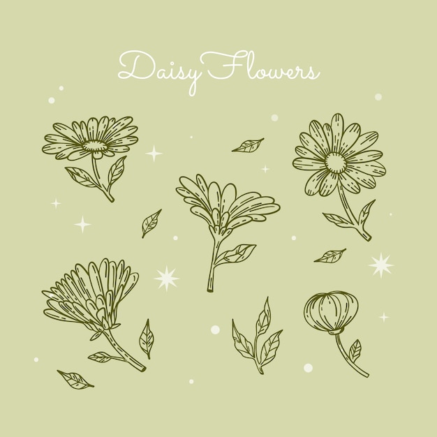 Vector hand drawn daisy outline illustration