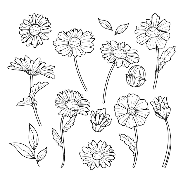 Hand drawn daisy outline illustration