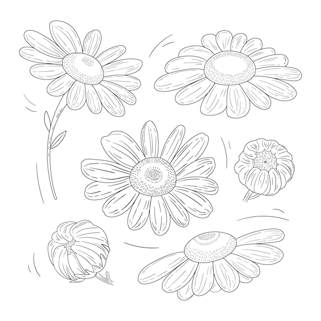 Hand drawn daisy outline illustration