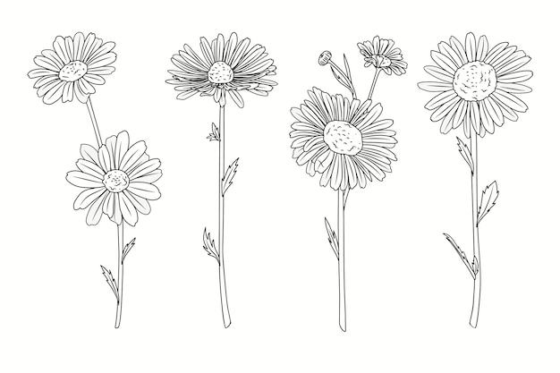 Vector hand drawn daisy outline illustration