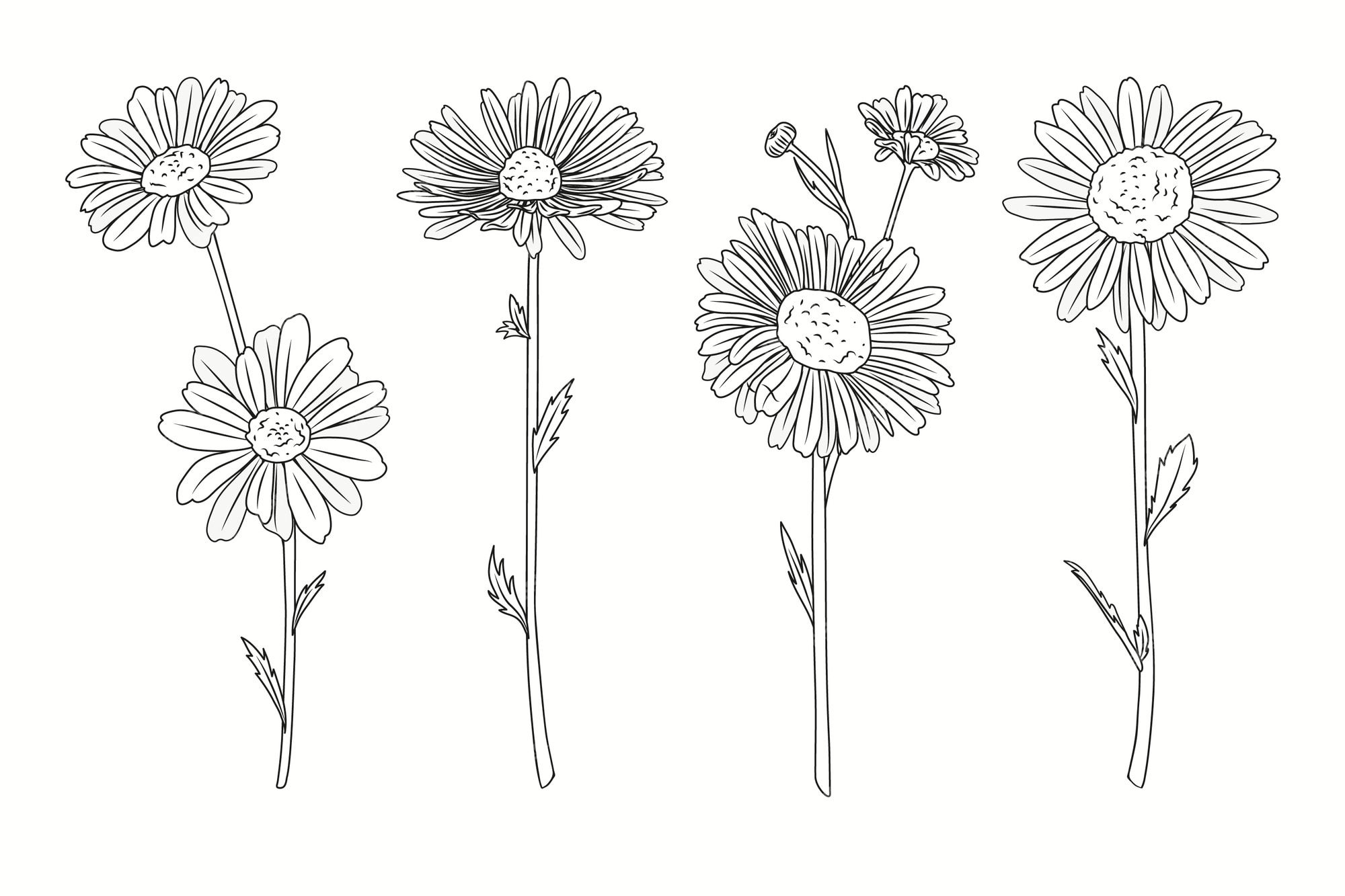 Premium Vector | Hand drawn daisy outline illustration