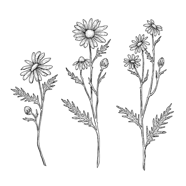 Vector hand drawn daisy outline illustration