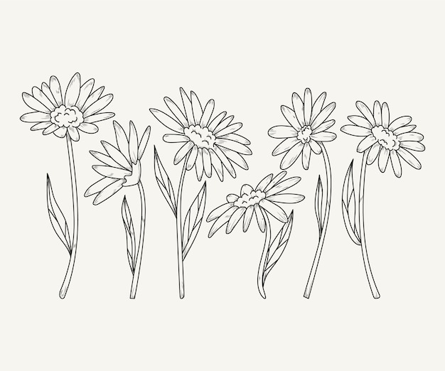 Hand drawn daisy outline illustration