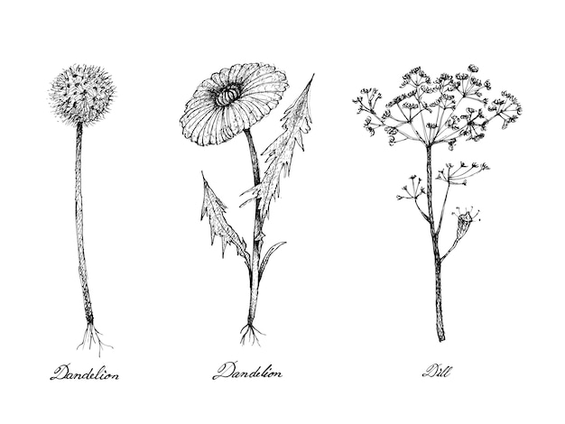 Vector hand drawn of dandelion and dill plants