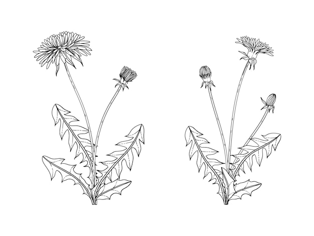 Vector hand drawn dandelion floral illustration with line art on white backgrounds.