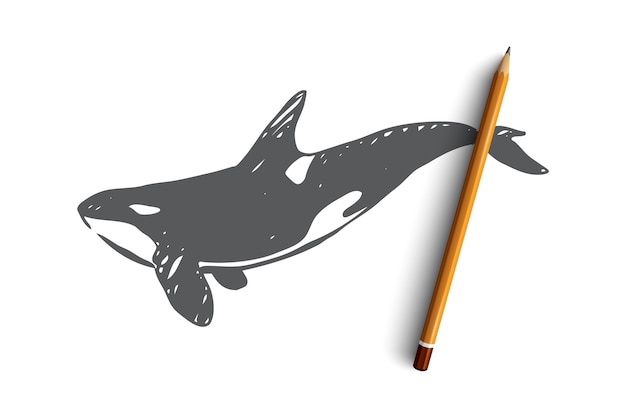 Balena di assassino di pericolo disegnato a mano nello schizzo di concetto dell'oceano