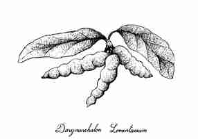 Vector hand drawn of dasymaschalon lomentaceum fruits on tree bunch