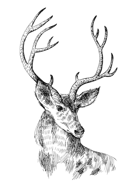 Vector hand drawn deer