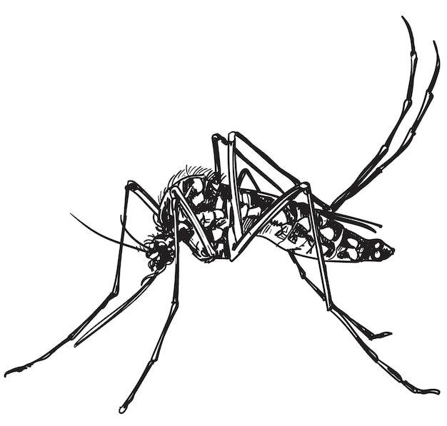 手描きのデング熱蚊昆虫