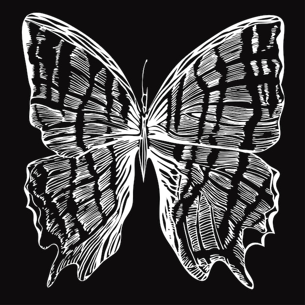 Hand drawn detailed butterfly. Isolated black and white vector insect.