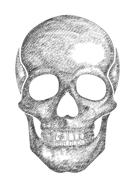 Ручной рисунок подробного векторного рисунка человеческого черепа для татуировки на хэллоуин