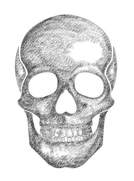 Vector hand drawn detailed human skull vector drawing for tshirt tattoo halloween