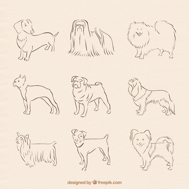 Vector hand drawn dog breed collection