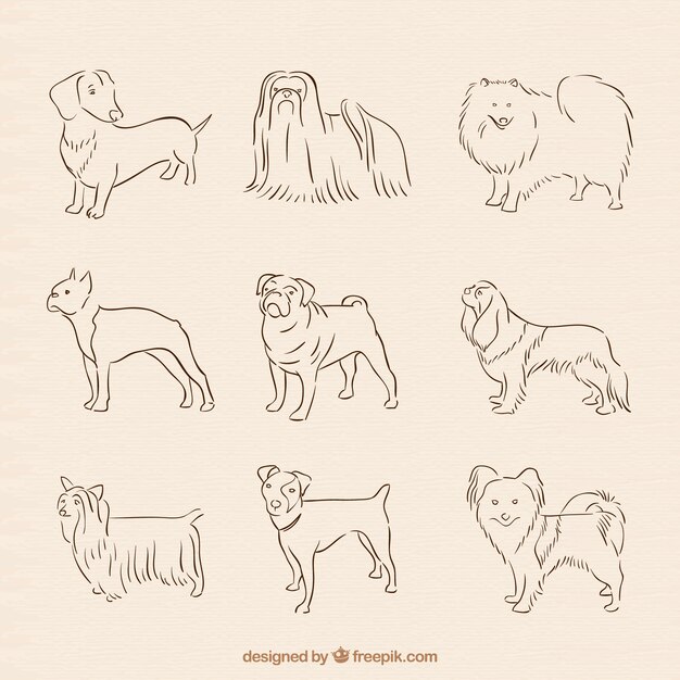 Vector hand drawn dog breed collection
