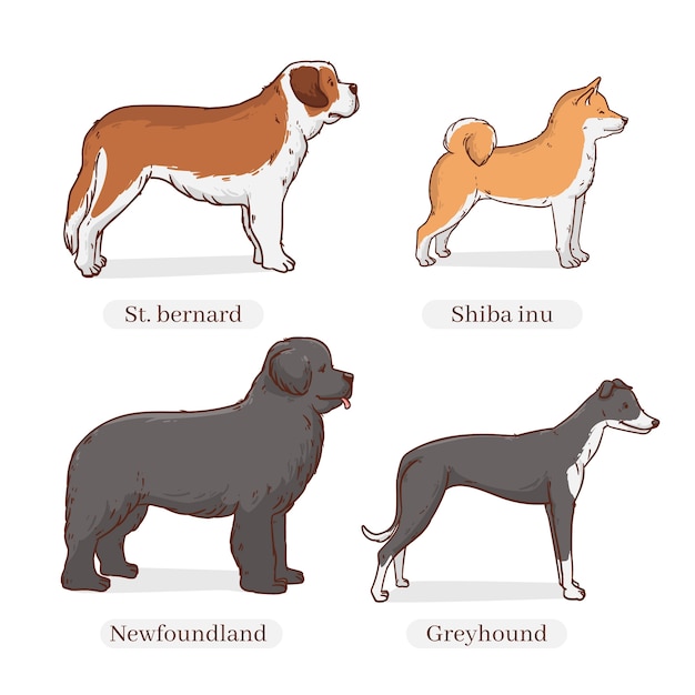 Vector hand drawn dog breeds illustration