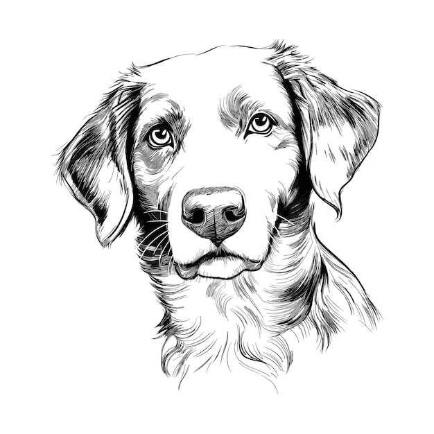 Hand drawn dog sketch illustration