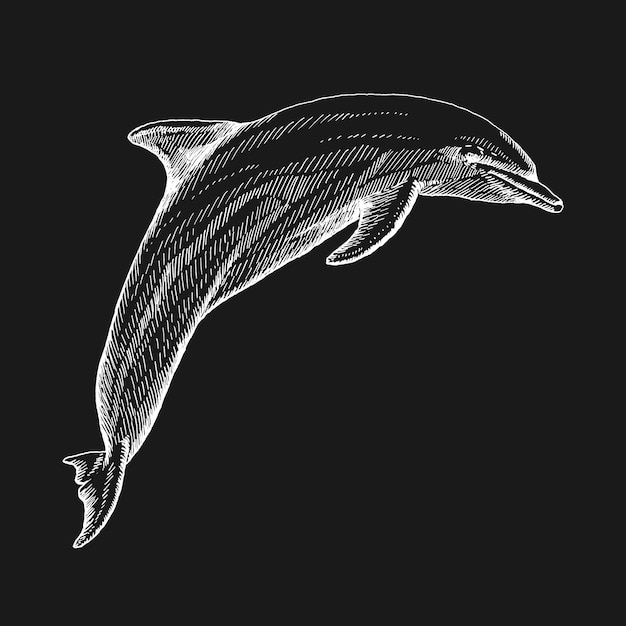 Hand drawn dolphin Vector illustration in sketch style Jumping dolphin