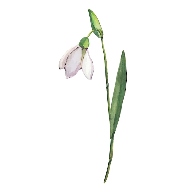 Hand drawn doodle colored snowdrops isolated on white background