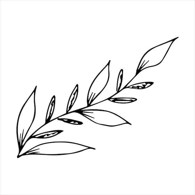 Hand drawn doodle plant element for floral design concept