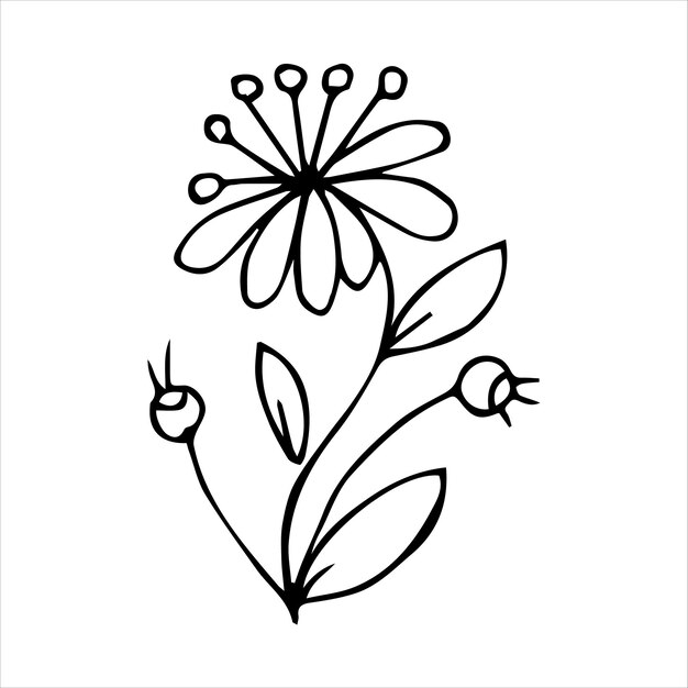 Elemento vegetale di doodle disegnato a mano per il concetto di design floreale