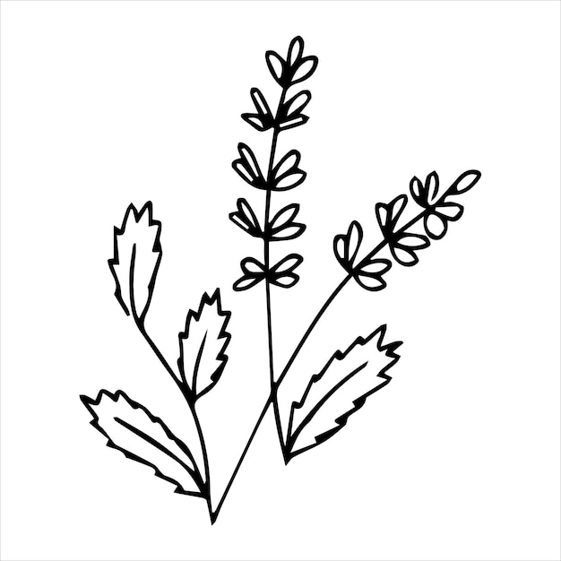 Hand drawn doodle plant element for floral design concept