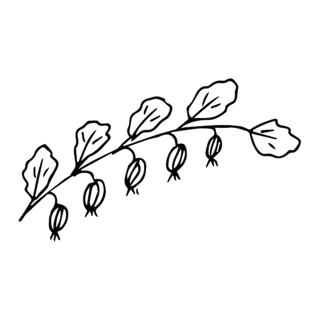 Hand drawn doodle plant element for floral design concept