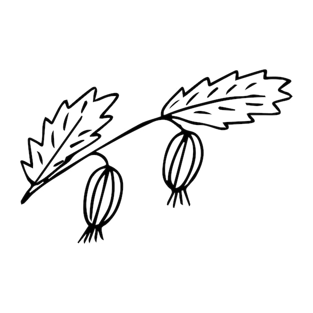 Vector hand drawn doodle plant element for floral design concept