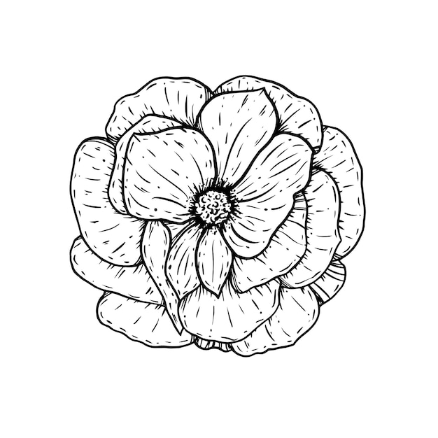 Hand drawn doodle rosebud vector