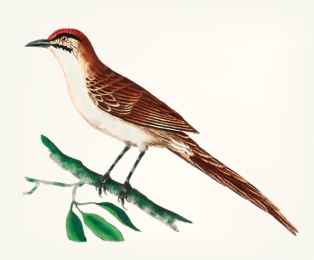 Vector hand drawn of double-streaked warbler