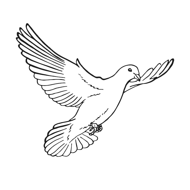 Hand drawn dove outline Line art style isolated on white background