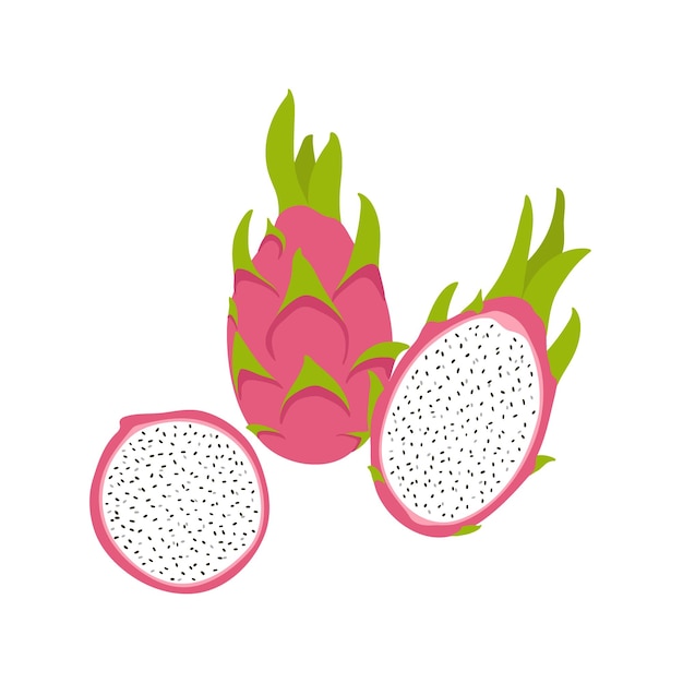 Hand drawn dragon fruit elements Whole half and slice exotic fruit illustration