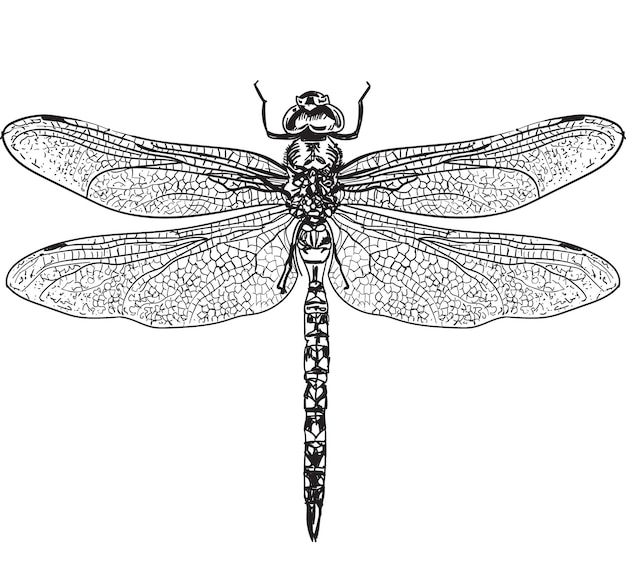 Vector hand drawn dragonfly insecta