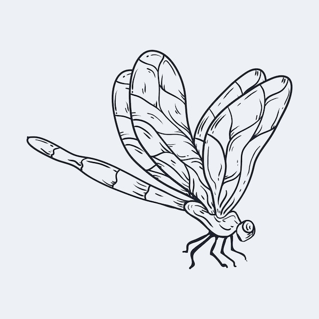 Vector hand drawn dragonfly outline