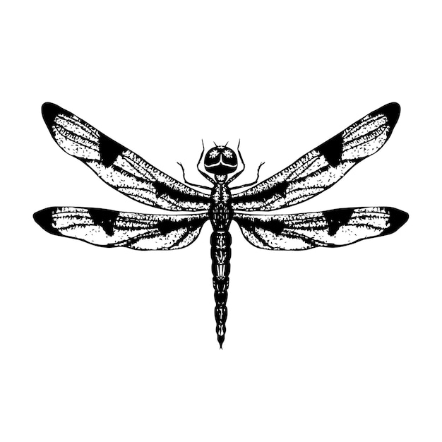 Vector hand drawn dragonfly.