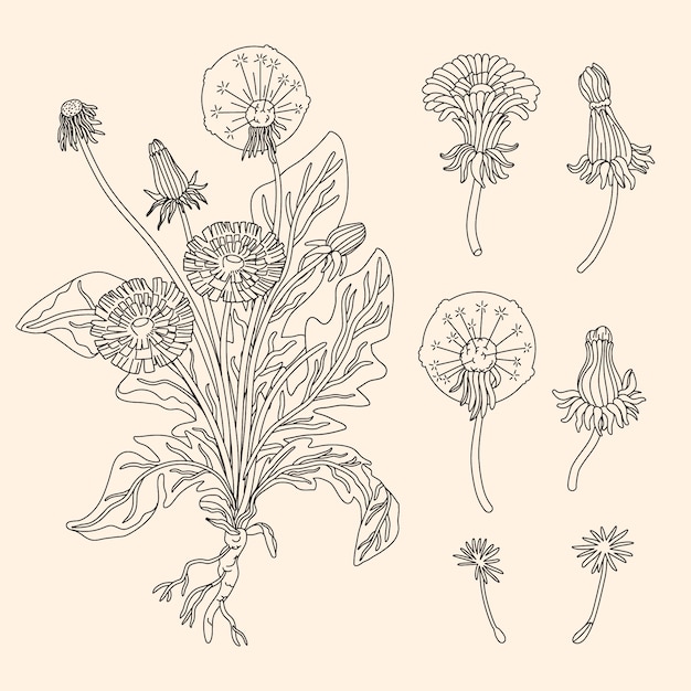 手描きの花のコレクションのイラスト